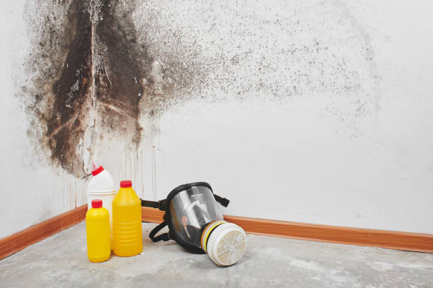 Mold Testing and Removal in Edwards, CO