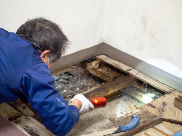 Mold Removal and Inspection in Edwards, CO