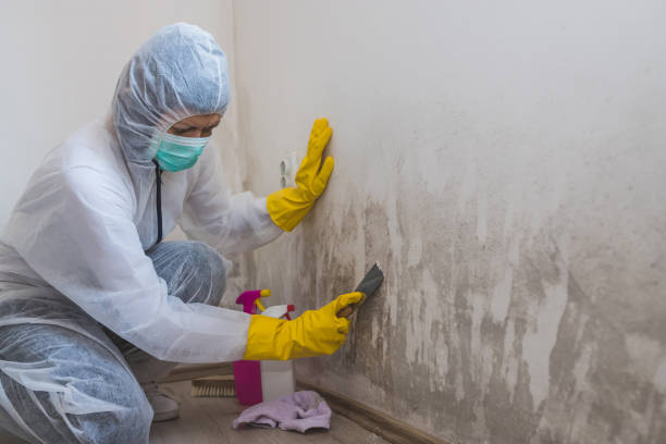 Best Commercial Mold Removal  in Edwards, CO