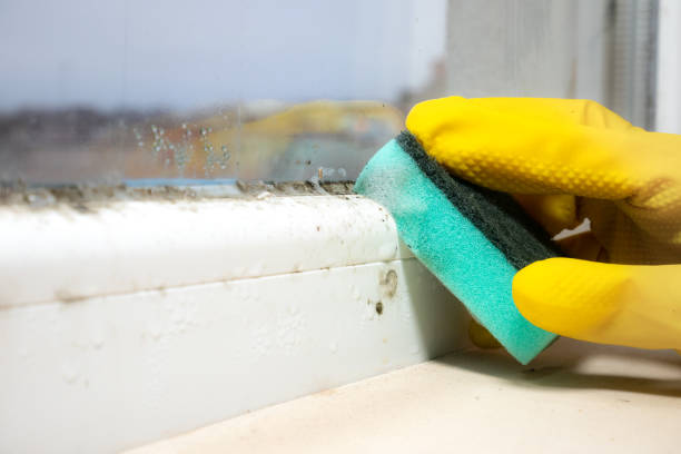 Best Black Mold Removal  in Edwards, CO