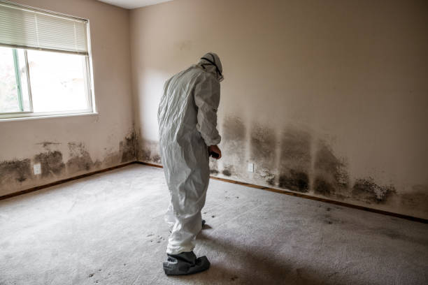 Best Professional Mold Removal  in Edwards, CO