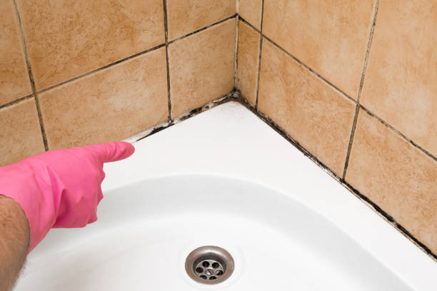 Best Emergency Mold Removal  in Edwards, CO